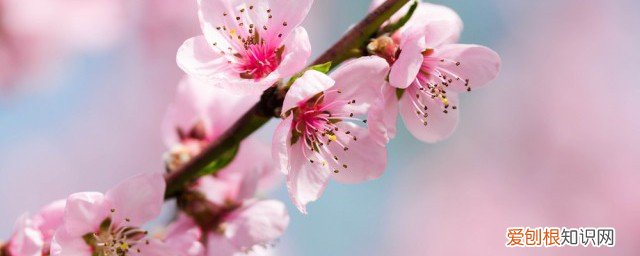 家里春节桃枝挂什么好 为什么新年要放桃枝