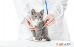 小猫后腿突然无力走路不稳 猫的后腿无力走路摇晃,猫后腿无力是什么情况,猫后腿无力站不起