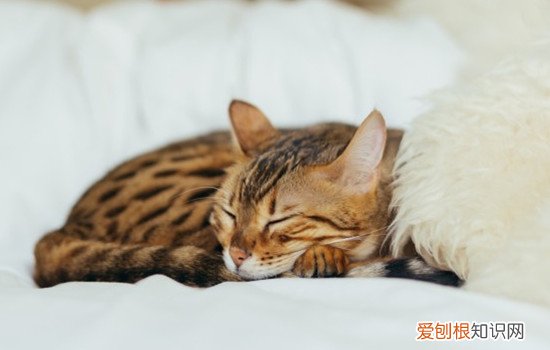 猫咪口臭是肠胃不好吗 猫口臭是什么原因,猫口臭是因为什么,猫口臭是肠胃不好吗