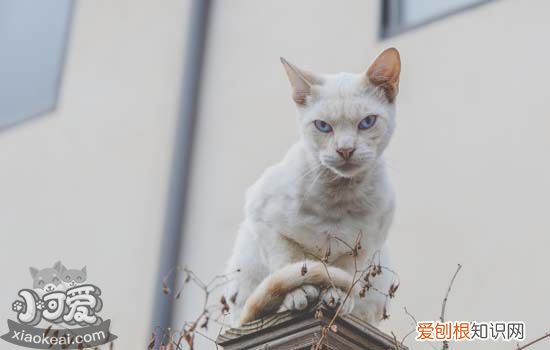 猫叫春是什么季节,猫叫春一般是什么季节,猫叫春在什么季节