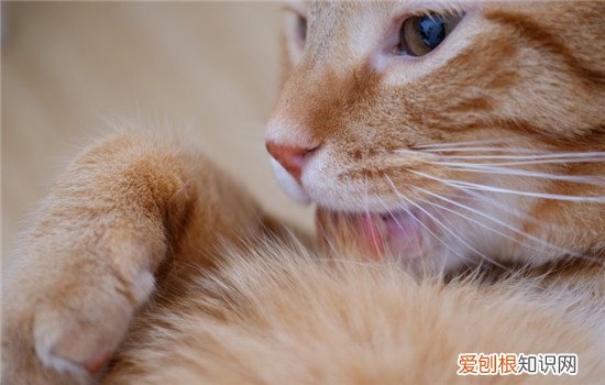 猫猫经常舔毛是什么原因 猫老舔毛是什么原因,猫老舔毛是有猫藓吗,猫老舔自己毛怎么办