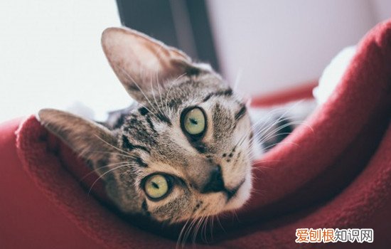 猫咪肠胃炎需要注意什么 猫怎么得肠胃炎,肠胃炎要怎么预防,猫肠胃炎注意什么