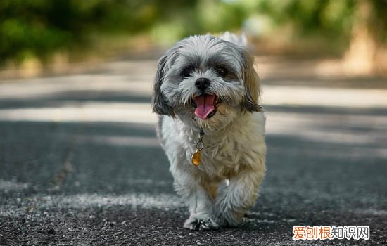 狗狗疫苗失败的原因 这些原因你得了解！