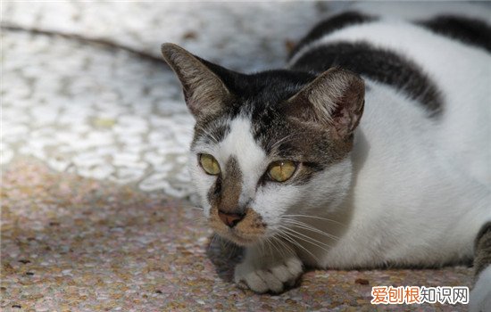 猫肠胃炎如何治疗 猫肠胃炎怎么治,猫肠胃炎怎么喂食,猫肠胃炎怎么调理