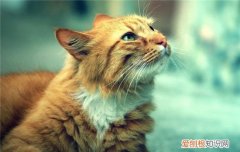 猫肠胃炎的症状及治疗 猫咪肠胃炎症状,猫咪肠胃炎怎么办,猫咪肠胃炎症状表现