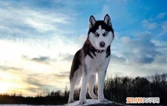 哈士奇呕吐白色粘液 要禁食吗