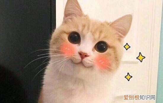 该不该给猫咪戴项圈 为什么给猫咪罩上项圈,猫咪为什么带项圈,为什么给猫戴项圈