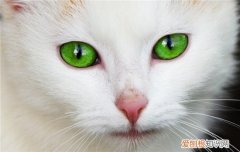 猫咪流眼泪因为什么 猫流眼泪是什么原因,猫流眼泪是哭吗,猫流眼泪是因为什么