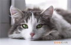 猫咪犯错了能打吗 猫犯错了能不能打,猫犯错打了有用吗,猫犯错打它有用吗