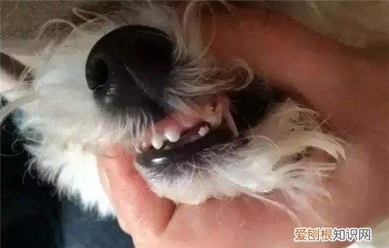 狗狗牙结石是怎么形成的 现在刷牙还不晚