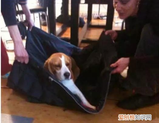 泰迪骨折后能自愈吗 得赶紧治疗,别耽误狗狗恢复！