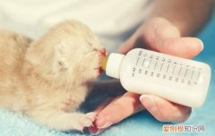 小奶猫喂奶的正确姿势,小奶猫正确的喂奶姿势,小奶猫用什么姿势喂奶