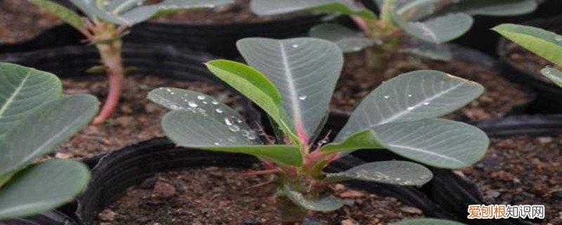 喷火龙花的养法 喷火龙缀化怎么养