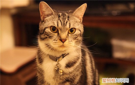 猫为什么喜欢舔自己的尾巴,猫为什么一直舔自己的尾巴,猫舔尾巴根什么意思