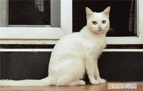 小猫眼睛变色过程,小猫眼睛变色是什么样子,小猫的眼睛什么时候变色