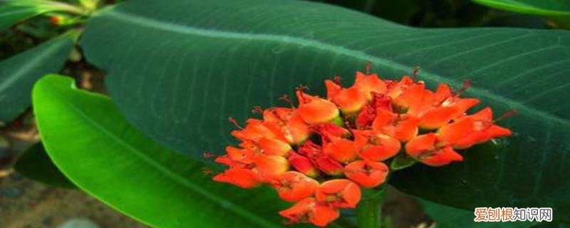 盆栽火龙果怎么换盆 喷火龙怎么换盆