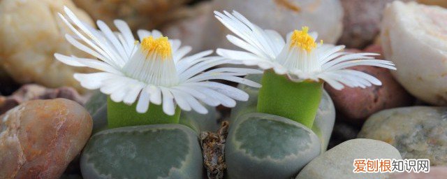 春节阳台摆什么植物好养活 阳台养十种花最好旺财