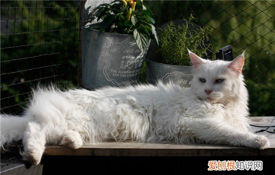 猫咪梳毛好处 给猫梳毛有什么好处,给猫梳毛有什么用,给猫梳毛好吗