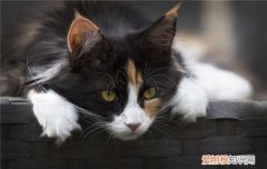 猫咪梳毛好处 给猫梳毛有什么好处,给猫梳毛有什么用,给猫梳毛好吗