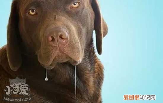 狗狗中暑怎么办 狗狗急性中暑与慢性中暑的症状及救治方法