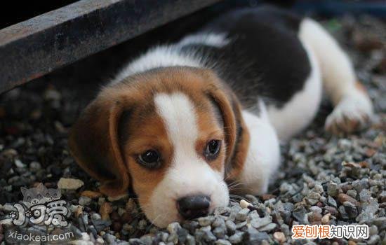 狗狗中暑怎么办 狗狗急性中暑与慢性中暑的症状及救治方法