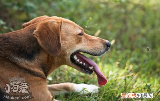 狗狗中暑怎么办 狗狗急性中暑与慢性中暑的症状及救治方法