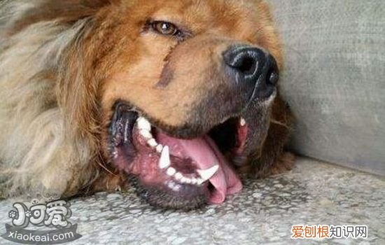 狗狗中暑怎么办 狗狗急性中暑与慢性中暑的症状及救治方法