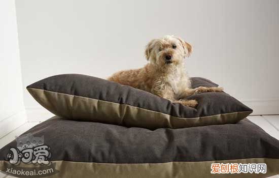 狗狗中暑怎么办 狗狗急性中暑与慢性中暑的症状及救治方法