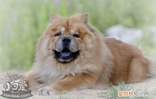 狗狗中暑怎么办 狗狗急性中暑与慢性中暑的症状及救治方法