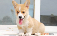 狗狗耳血肿怎么预防 预防工作真的很有必要！