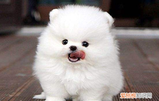 狗狗耳朵血肿如何消肿 血肿的情况真的不可以忽视！