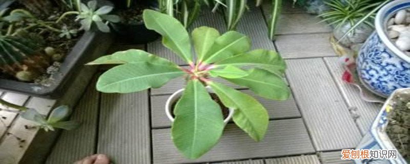 喷火龙花的养法 喷火龙叶插方法