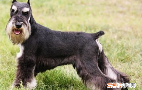 狗狗肺炎怎么引起的 狗狗肺炎情况真的要及时治疗才行!