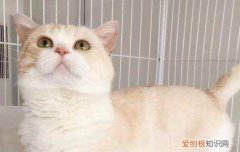 得猫藓会不会痒 猫咪得了猫藓会痒吗,猫咪猫藓会痒吗,