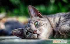 蠕形螨猫咪症状 猫蠕形螨怎样治疗,猫蠕形螨症状,猫蠕形螨症状怎么治疗