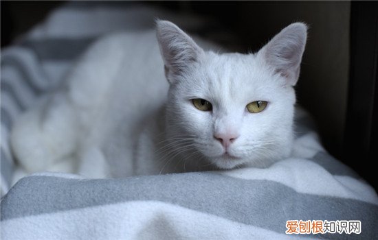 猫过敏吃啥药 猫过敏症状,猫过敏怎么办,猫过敏吃什么药