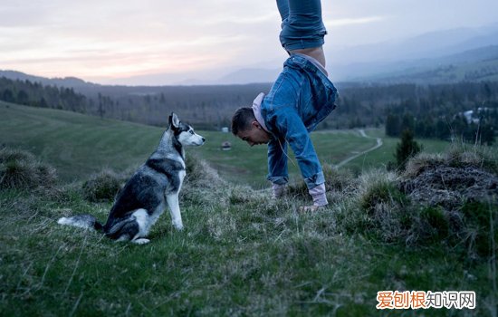 阿拉斯加总是有很多眼屎 警惕黄绿色眼屎或是犬瘟！