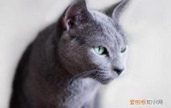 蓝猫的眼睛流泪是什么原因 蓝猫眼睛老是流泪怎么办,蓝猫流泪是怎么回事,蓝猫流泪是什么原