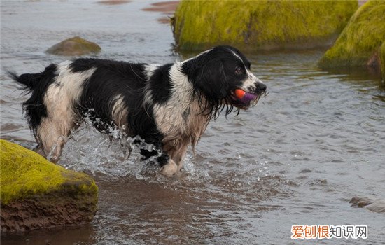 狗狗肚子黑点能挤出来 狗狗是得皮肤病了还是寄生虫