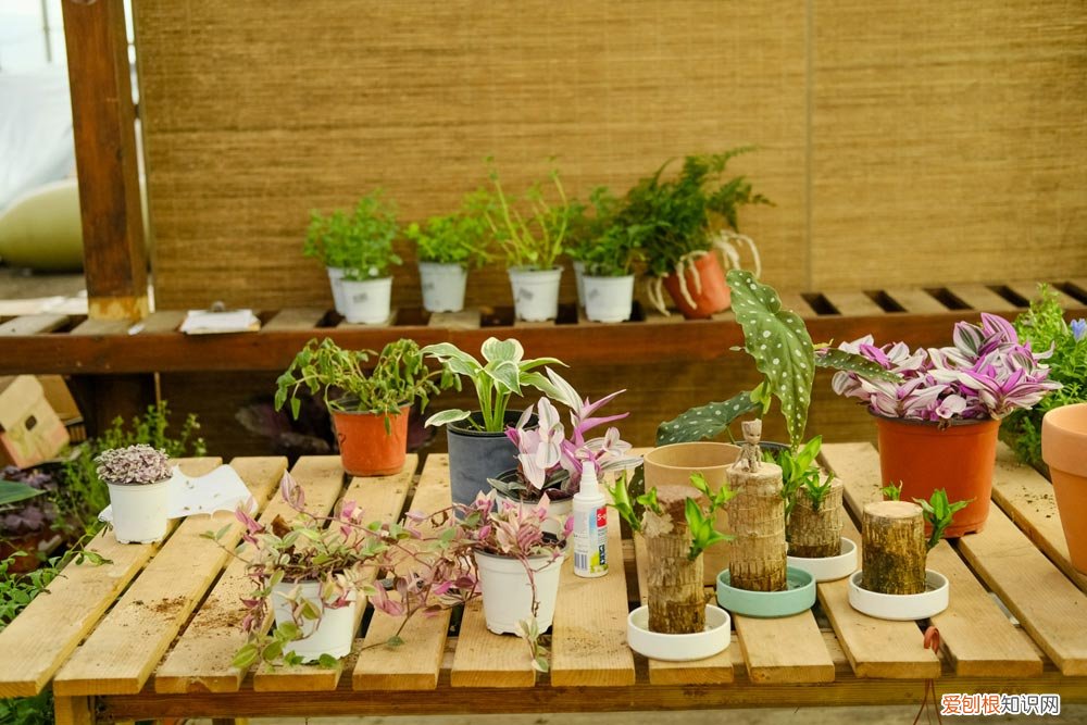 紫背竹芋的养殖方法和注意事项 紫背竹芋的养殖方法
