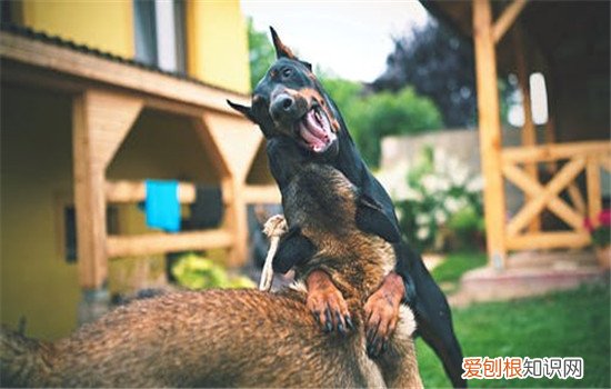 如何预防狂犬病 一定要从生活中预防