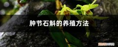 石斛旳养植方法 肿节石斛的养殖方法