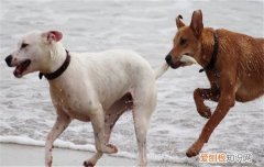 什么是狂犬病 狂犬病的潜伏期有多长