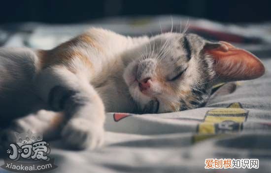 怎样梳猫毛 给猫梳毛有什么好处,短毛猫怎么梳毛,怎么给猫梳毛