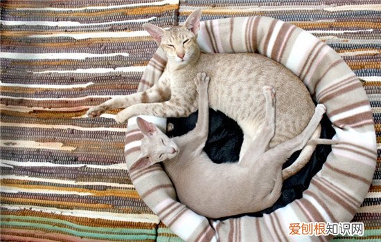 为什么猫咪不喜欢睡床 猫爱睡床上怎么办,猫为什么爱睡床,怎么不让猫睡床