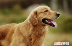 狗狗重度肺炎 在肺炎的时候都没有及时治疗？