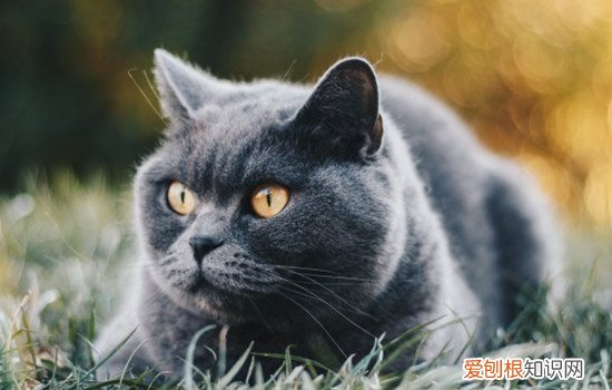 猫咪发情一般什么症状 猫咪发情期的症状,猫咪发情的症状是什么,猫咪发情了怎么抑制