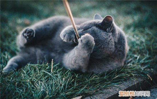 猫咪发情一般什么症状 猫咪发情期的症状,猫咪发情的症状是什么,猫咪发情了怎么抑制