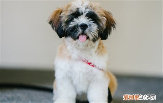 狗尿结石是怎么导致的 狗狗尿结石要如何治疗