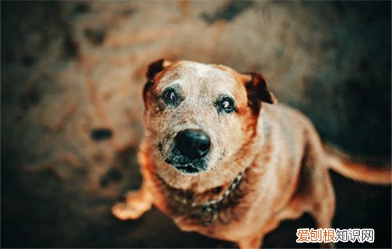 狗尿结石是怎么导致的 狗狗尿结石要如何治疗